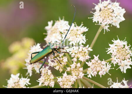 Moschus-Käfer, Deutschland / (Aromia Moschata) Stockfoto