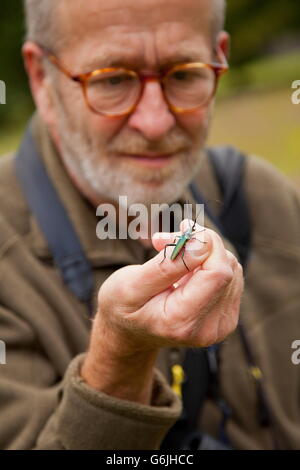 Moschus-Käfer, am Finger, Deutschland / (Aromia Moschata) Stockfoto