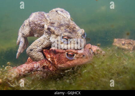 gemeinsamen Kröte, Paarung, Unterwasser, Deutschland / (Bufo Bufo) Stockfoto