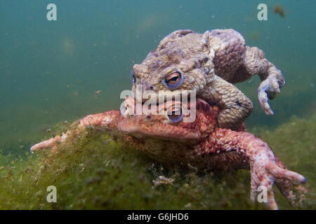 gemeinsamen Kröte, Paarung, Unterwasser, Deutschland / (Bufo Bufo) Stockfoto