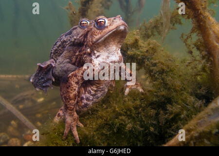 gemeinsamen Kröte, Paarung, Deutschland / (Bufo Bufo) Stockfoto