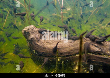 gemeinsamen Kröte, Kaulquappe, Unterwasser, Deutschland / (Bufo Bufo) Stockfoto