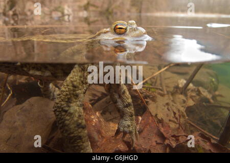 gemeinsamen Kröte, Unterwasser, Deutschland / (Bufo Bufo) Stockfoto