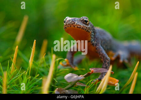 Bergmolch, Deutschland / (Ichthyosaura Alpestris) Stockfoto