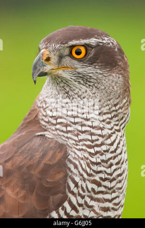 Habicht, Norddeutschland / (Accipiter Gentilis) Stockfoto