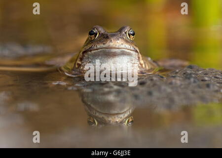 Grasfrosch, Deutschland / (Rana Temporaria) Stockfoto