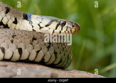 Ringelnatter, Deutschland / (Natrix Natrix) Stockfoto