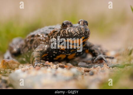 Europäische Feuer-bellied Toad, Deutschland / (Geburtshelferkröte Geburtshelferkröte) Stockfoto