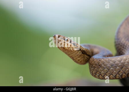 Schlingnatter, Deutschland / (Coronella Austriaca) Stockfoto