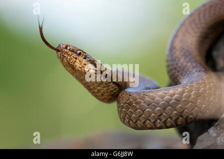 Schlingnatter, Deutschland / (Coronella Austriaca) Stockfoto