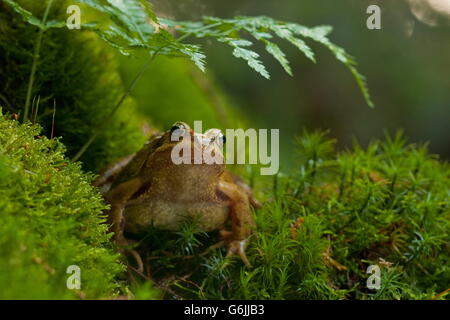 Grasfrosch, Deutschland / (Rana Temporaria) Stockfoto