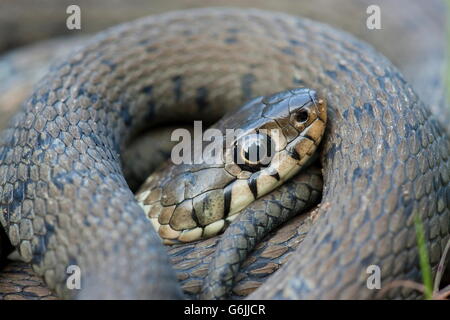 Ringelnatter, Deutschland / (Natrix Natrix) Stockfoto