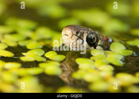 Ringelnatter, Deutschland / (Natrix Natrix) Stockfoto