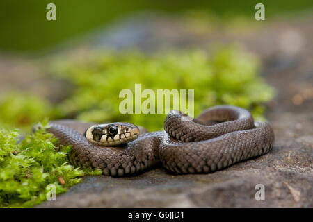 Ringelnatter, Deutschland / (Natrix Natrix) Stockfoto