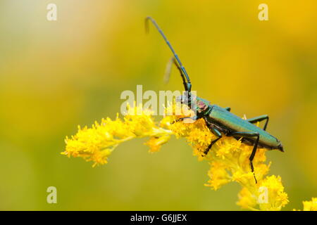 Moschus-Käfer, Deutschland / (Aromia Moschata) Stockfoto