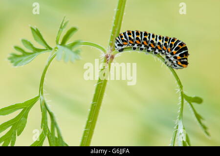 Alten Welt Schwalbenschwanz, Caterpillar, Wilde Möhre, Deutschland / (Papilio Machaon) (Daucus Carota) Stockfoto