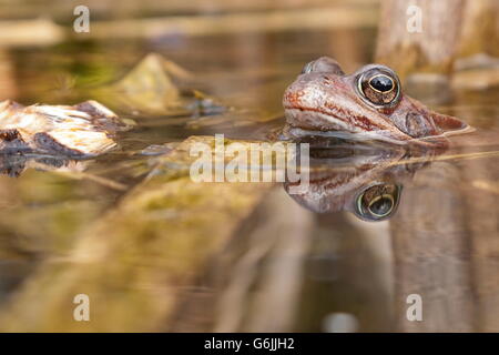 Grasfrosch, Deutschland / (Rana Temporaria) Stockfoto