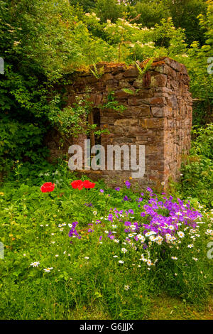 Ruinen, Garten, Margerite, Storchschnabel, Mohn, Deutschland / (Leucanthemum)(Geranium)(Papaver) Stockfoto