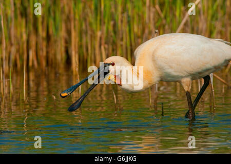 Eurasische Löffler, Texel, Niederlande / (Platalea Leucorodia) Stockfoto