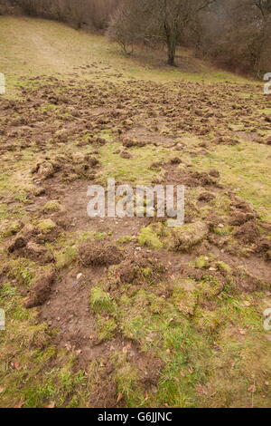 Wildschwein, gegraben Grasland, Deutschland / (Sus Scrofa) Stockfoto