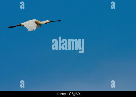 Eurasische Löffler, Texel, Niederlande / (Platalea Leucorodia) Stockfoto