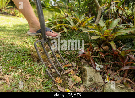 Garden jobs, keeping the garden healthy and growing with a garden fork. Stockfoto