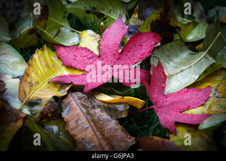 Nach dem Regen.  Wassertropfen sitzen auf bunten Herbst Laub Stockfoto