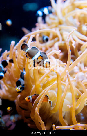 Clownfische (auch genannt Anemonenfische) schwimmen in der Nähe von Seeanemone Stockfoto