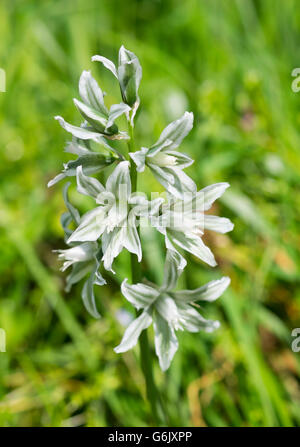 Star-of-Bethlehem (Ornithogalum Boucheanum), Burgenland, Österreich Stockfoto