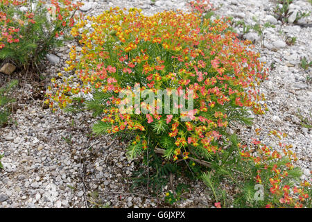 Zypressen-Wolfsmilch (Euphorbia Cyparissias) auf Gravelbank, Nature Reserve Isarauen, Upper Bavaria, Bavaria, Germany Stockfoto