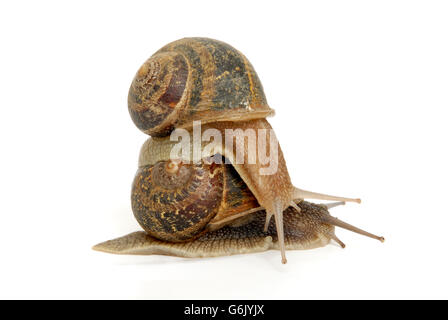 Garten Schnecken (Helix Aspersa), übereinander Stockfoto