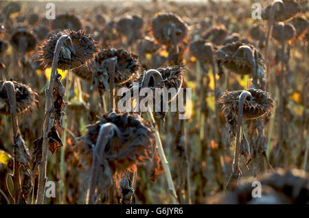 Verwelkte Sonnenblumen (Helianthus Annuus), Sonnenblumen Feld, Centre, Auvergne, Frankreich, Europa Stockfoto