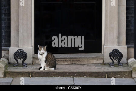 Larry Downing Street Katze auf den Stufen der 10 Downing Street, London, nachdem Großbritannien gestimmt, der Europäischen Union in einer historischen Volksabstimmung zu verlassen die Westminster Politik in Unordnung geworfen hat und schickte das Pfund auf den Weltmärkten taumeln. Stockfoto