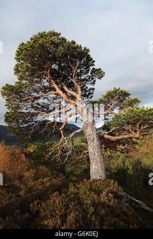 Eine alte beugte sich über Caledonian Kiefer, Föhre (Pinus Sylvestris), Baum, geformt durch den Wind, Cairngorm Mountains, Inverness-Shire Stockfoto