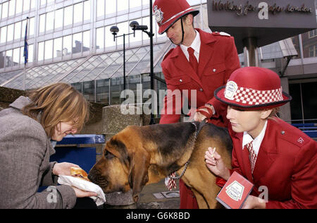 Ketchup Bluthunde Stockfoto