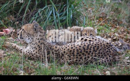 Izzy, eine Southern Cheetah, legt bei ihrem öffentlichen Debüt im Port Lympne Wild Animal Park nahe Ashford, Kent, zwei männliche und zwei weibliche Jungen auf. Stockfoto