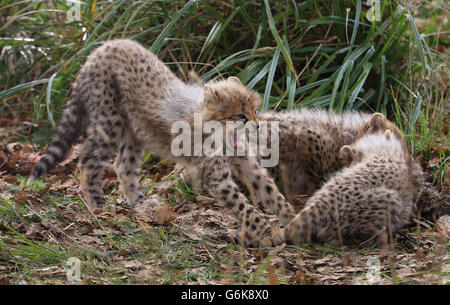 Neue Geparden im Port Lympne Wild Animal Park Stockfoto