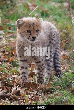 Einer von vier noch unbenannten Southern Cheetah-Jungen erkundet ihr Gehege, während sie ihr öffentliches Debüt im Port Lympne Wild Animal Park in der Nähe von Ashford, Kent, geben. Stockfoto