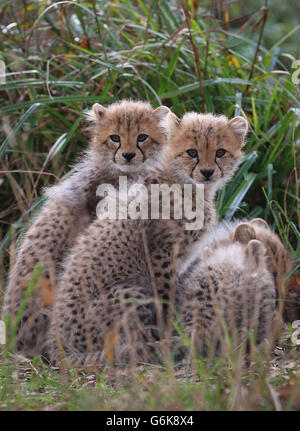 Neue Geparden im Port Lympne Wild Animal Park Stockfoto