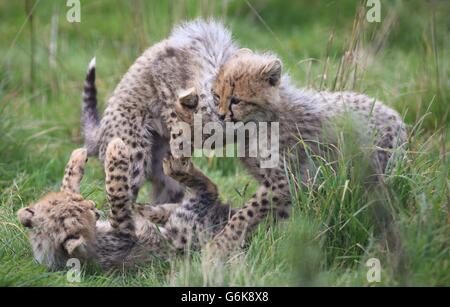 Neue Geparden im Port Lympne Wild Animal Park Stockfoto