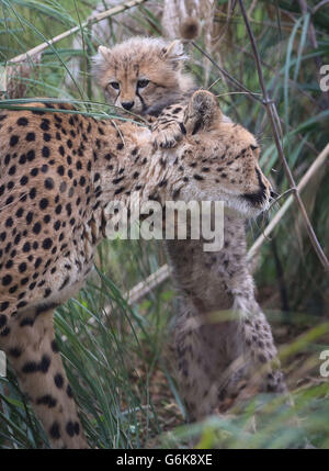 Eines von vier noch nicht benannten Southern Cheetah-Jungen spielt mit Mutter Izzy in ihrem Gehege, als sie ihr öffentliches Debüt im Port Lympne Wild Animal Park in der Nähe von Ashford, Kent, geben. Stockfoto