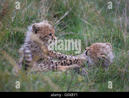 Neue Geparden im Port Lympne Wild Animal Park Stockfoto