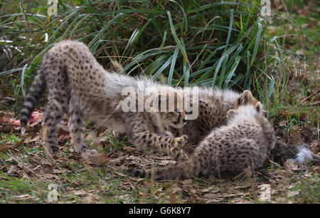 Zwei von vier noch unbenannten Southern Cheetah-Jungen in ihrem Gehege geben ihr öffentliches Debüt im Port Lympne Wild Animal Park in der Nähe von Ashford, Kent. Stockfoto