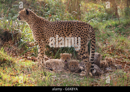 Zwei männliche und zwei weibliche, noch nicht benannte Southern Cheetah-Jungen mit ihrer Mutter Izzy geben ihr öffentliches Debüt im Port Lympne Wild Animal Park in der Nähe von Ashford, Kent. Stockfoto