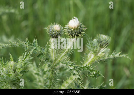 Marsh Distel, Cirsium Palustre var. Alba, wächst in einem feuchten bündig, Surrey, UK. Juni. Stockfoto