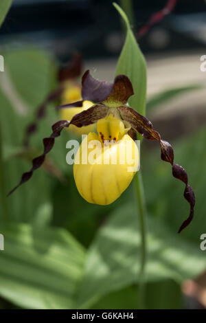 Frauenschuh Orchidee, Cypripedium Calceolus wächst in Kalkstein Geröll, Yorkshire, Großbritannien. Juni. Stockfoto