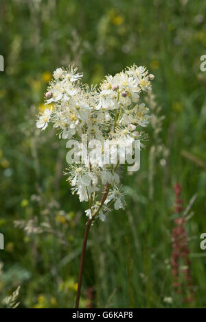 Asiatische, Filipendula Vulgaris, wächst in einer Wasser-Wiese, Surrey, UK. Juni. Stockfoto
