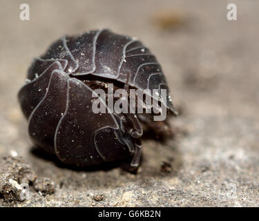 Pille Assel (Armadillidium Vulgare) aufgerollt. Terrestrische Krebstiere in eine defensive Kugel, in der Familie Armadillidiidae Stockfoto