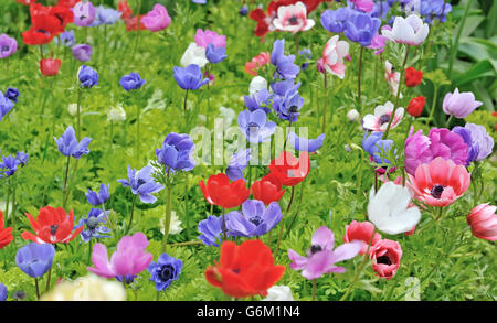 Anemonen im Keukenhof Garten, Holland Stockfoto