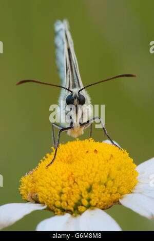 marmoriert weiß, Ochsen-Auge Gänseblümchen, Deutschland / (Melanargia Galathea)(Leucanthemum vulgare) Stockfoto